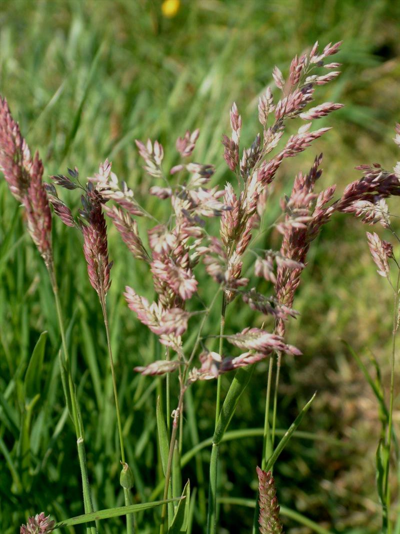 Holcus lanatus (door Adrie van Heerden)