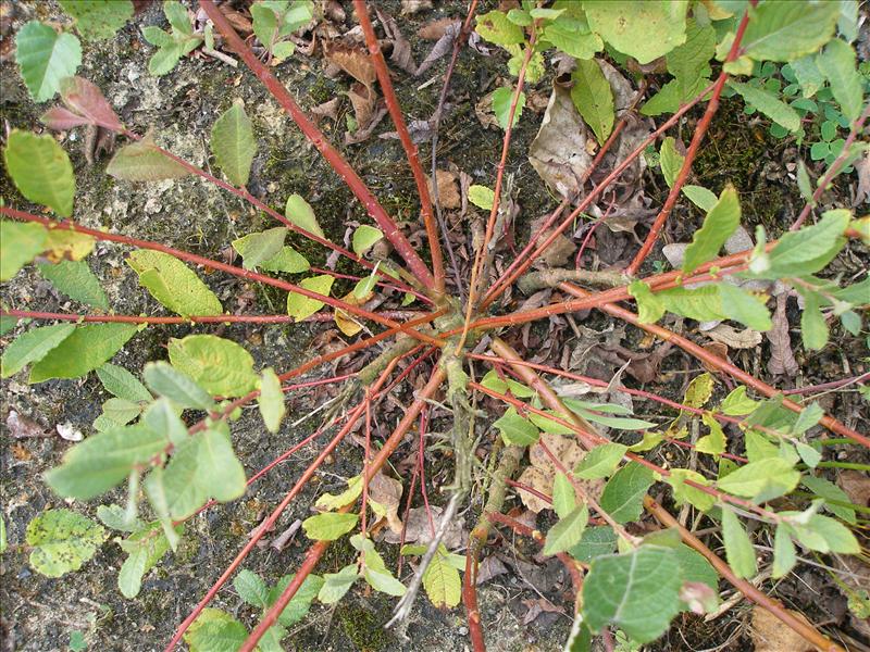 Salix aurita (door Piet Bremer )