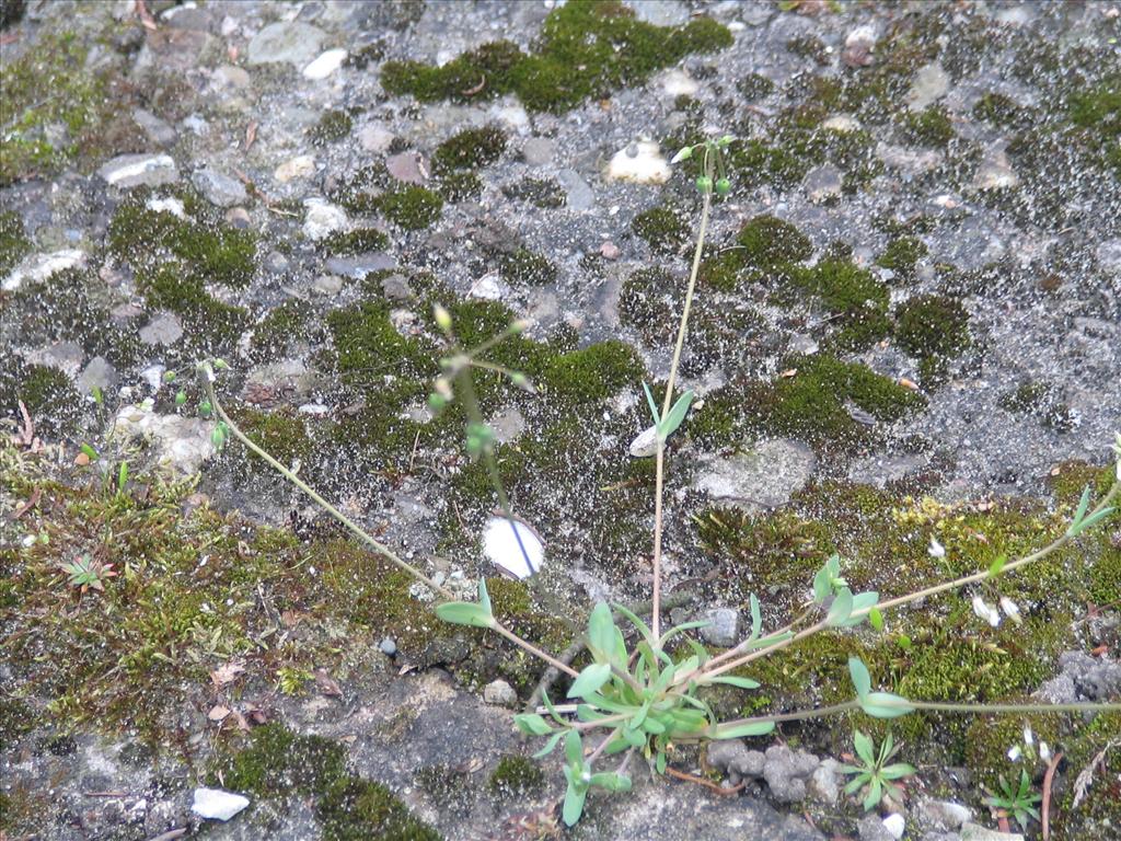 Holosteum umbellatum (door Pieter Stolwijk)