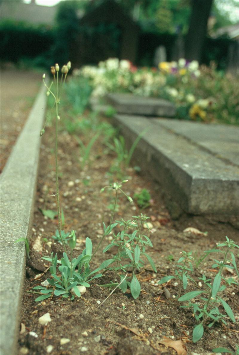 Holosteum umbellatum (door Adrie van Heerden)