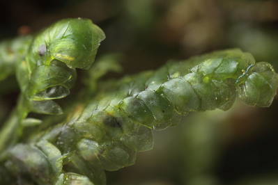 Homalia trichomanoides (door Klaas van der Veen)