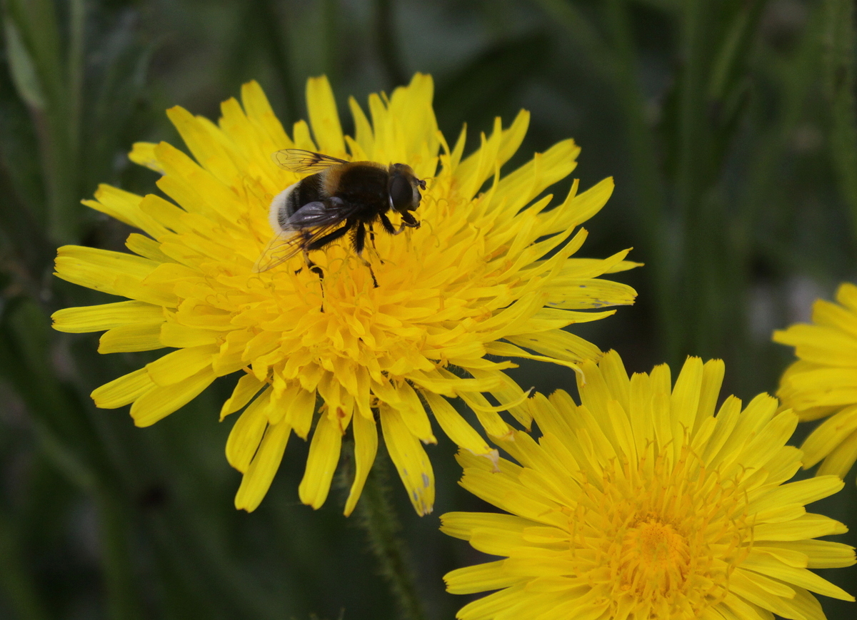 Sonchus arvensis (door Peter Meininger)