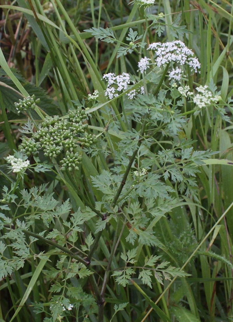 Aethusa cynapium (door Peter Meininger)