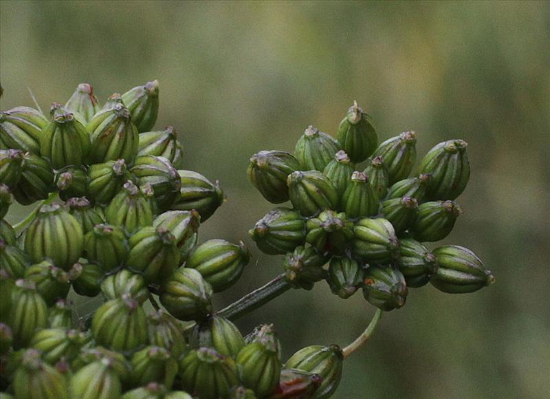 Aethusa cynapium (door Peter Meininger)