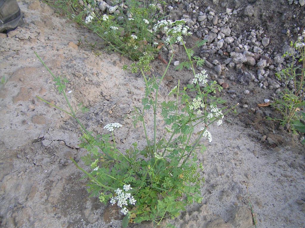 Aethusa cynapium (door Frank van Gessele)