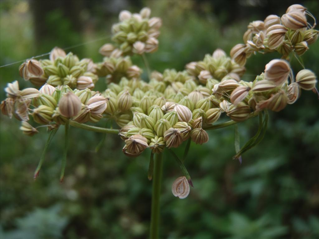 Aethusa cynapium (door Johan Loermans)