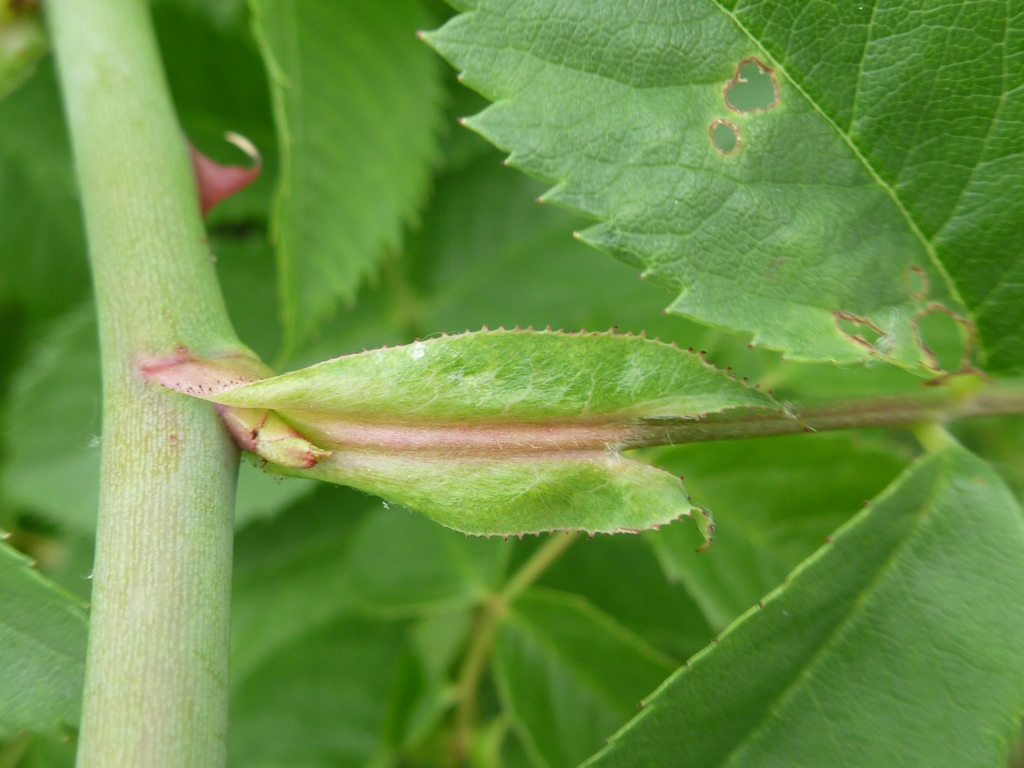 Rosa canina (door Cor Nonhof)