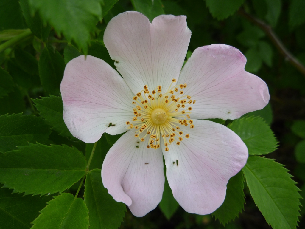 Rosa canina (door Cor Nonhof)