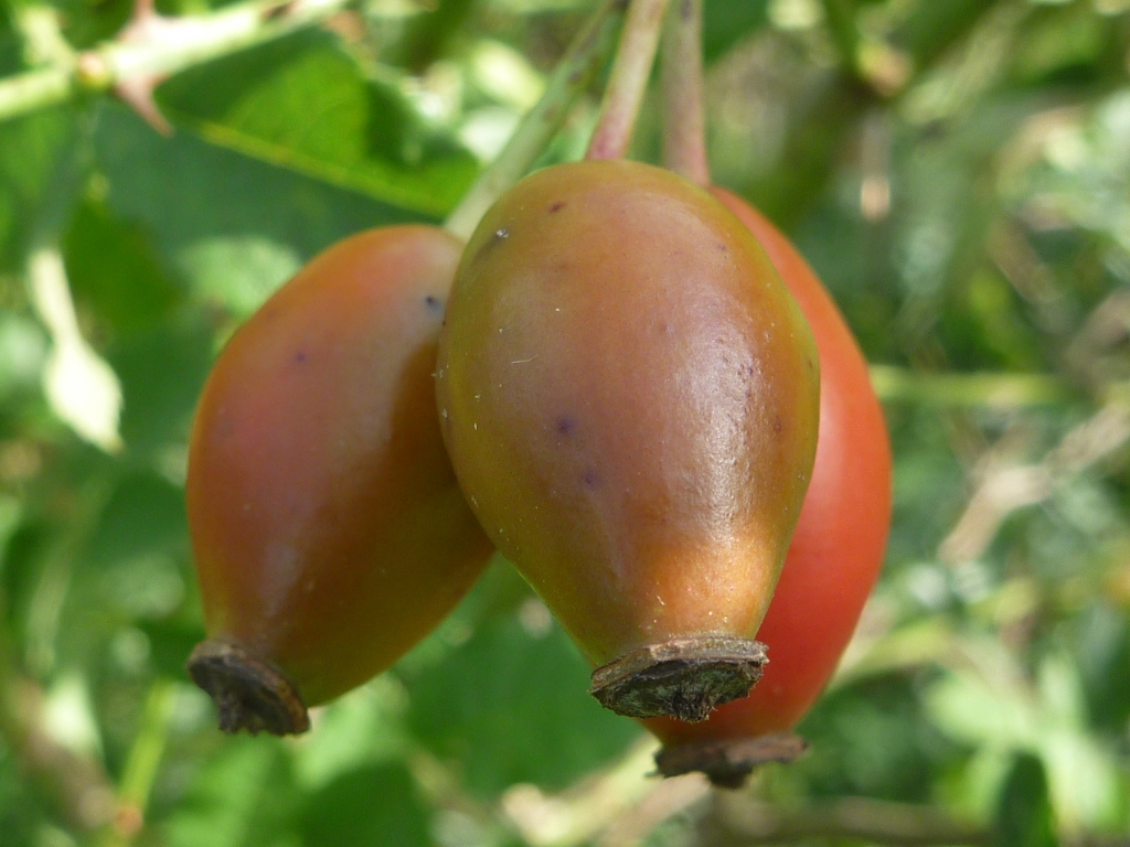 Rosa canina (door Cor Nonhof)