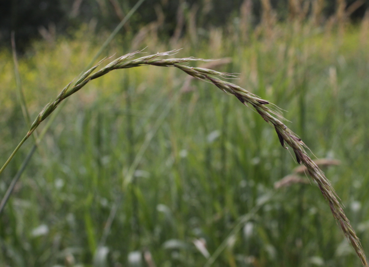 Elymus caninus (door Peter Meininger)