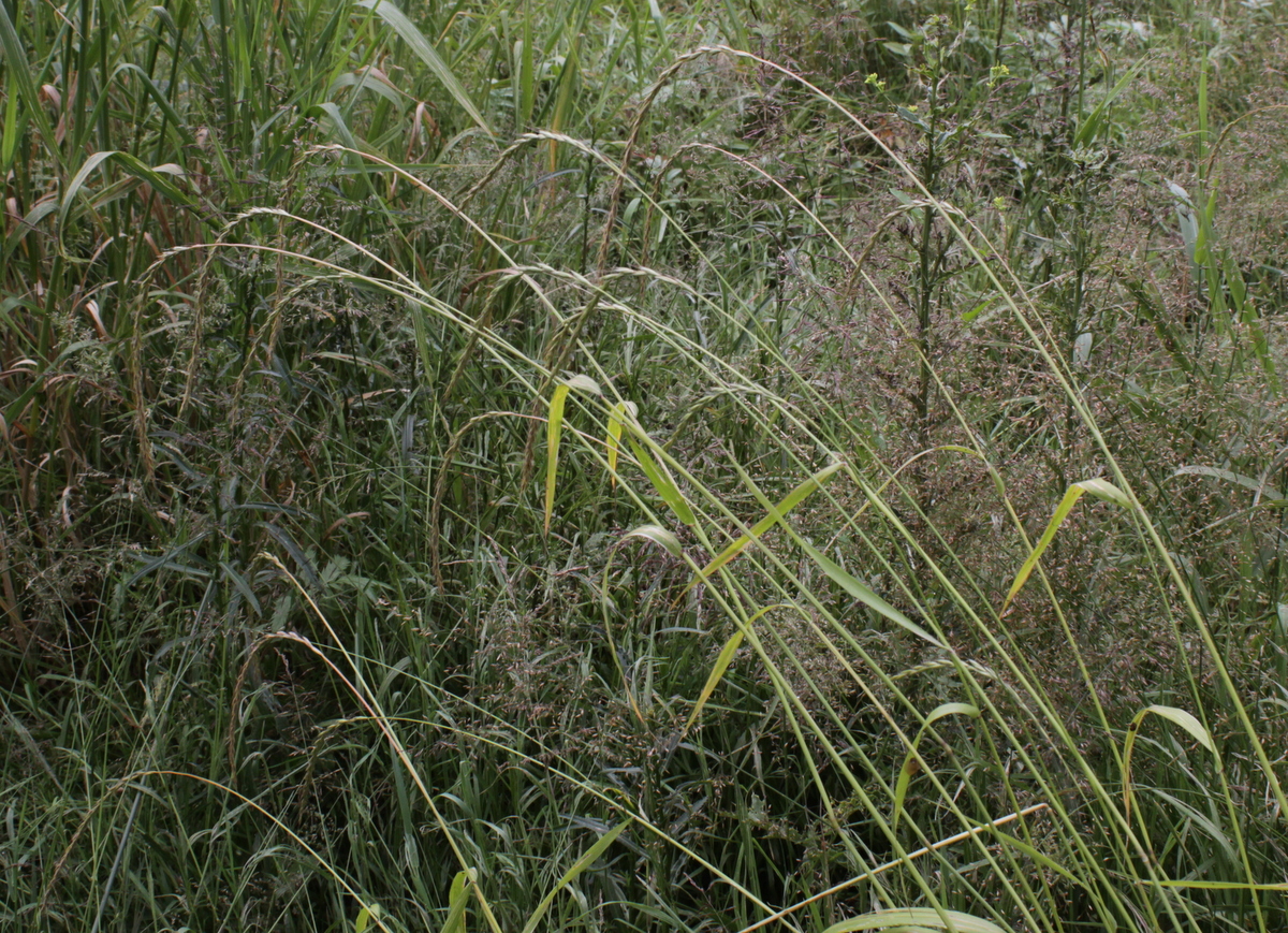 Elymus caninus (door Peter Meininger)