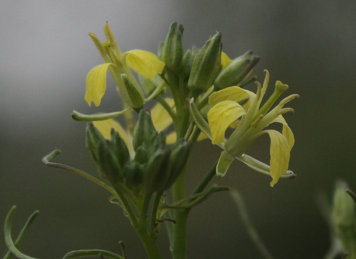 Sisymbrium altissimum (door Peter Meininger)