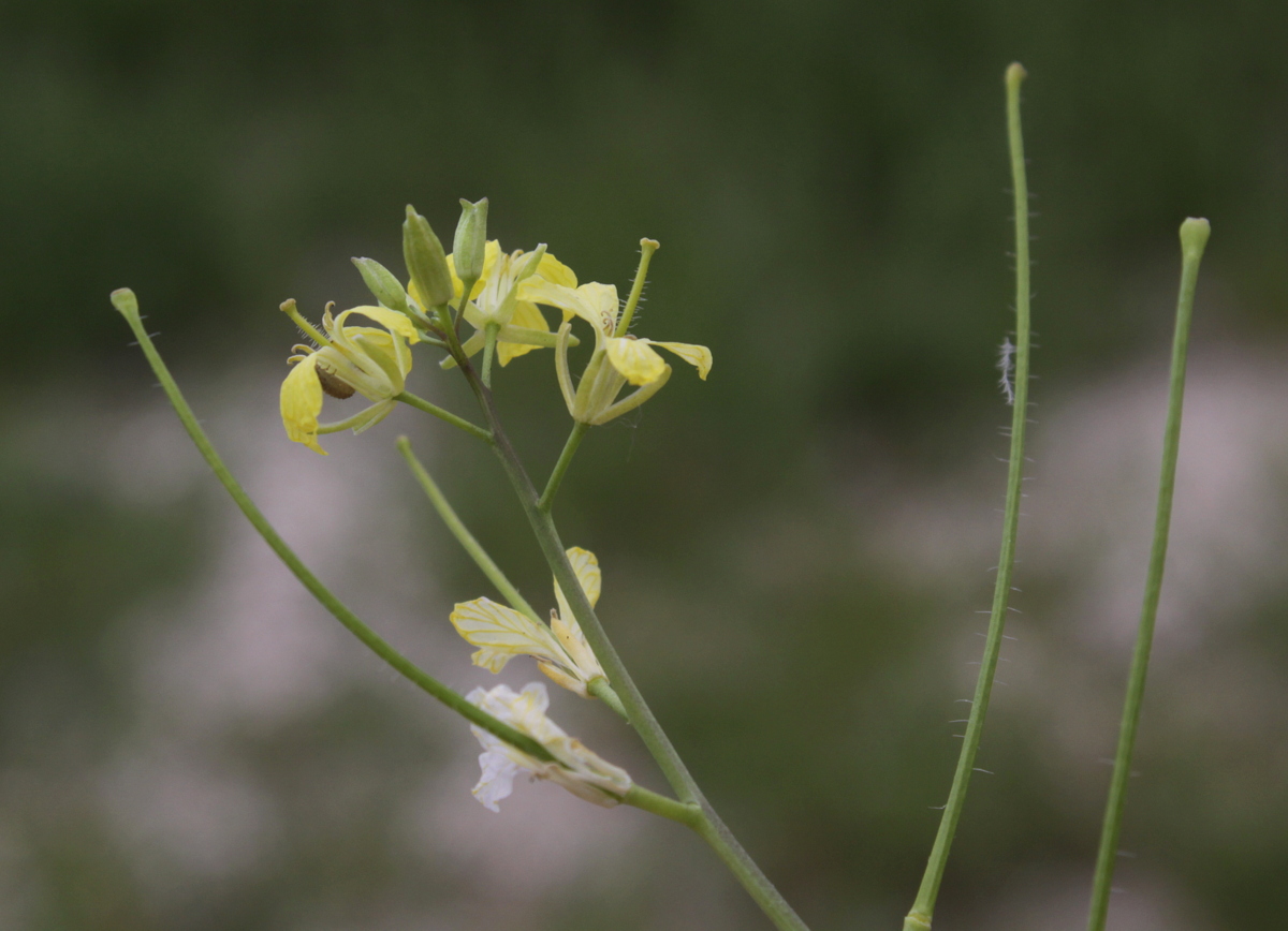 Sisymbrium altissimum (door Peter Meininger)