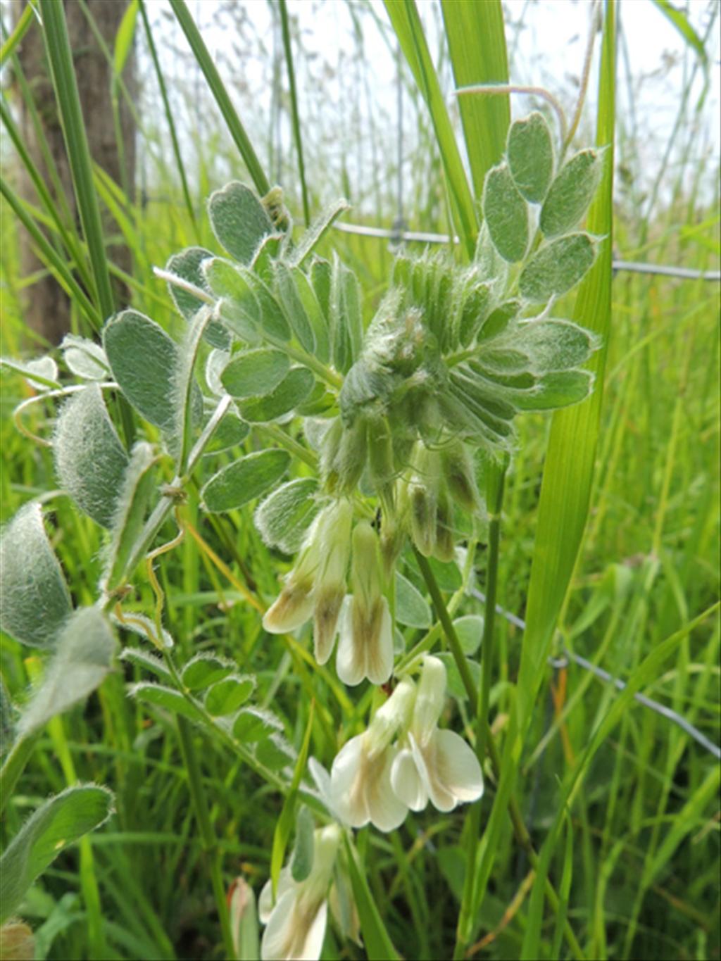 Vicia pannonica (door Jan Hein van Steenis)