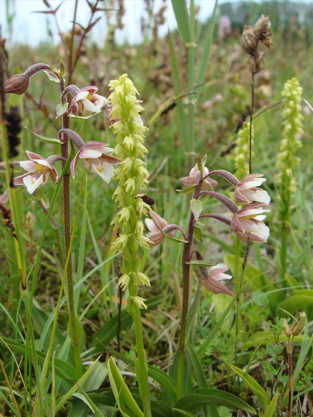 Herminium monorchis (door Jakob Hanenburg)