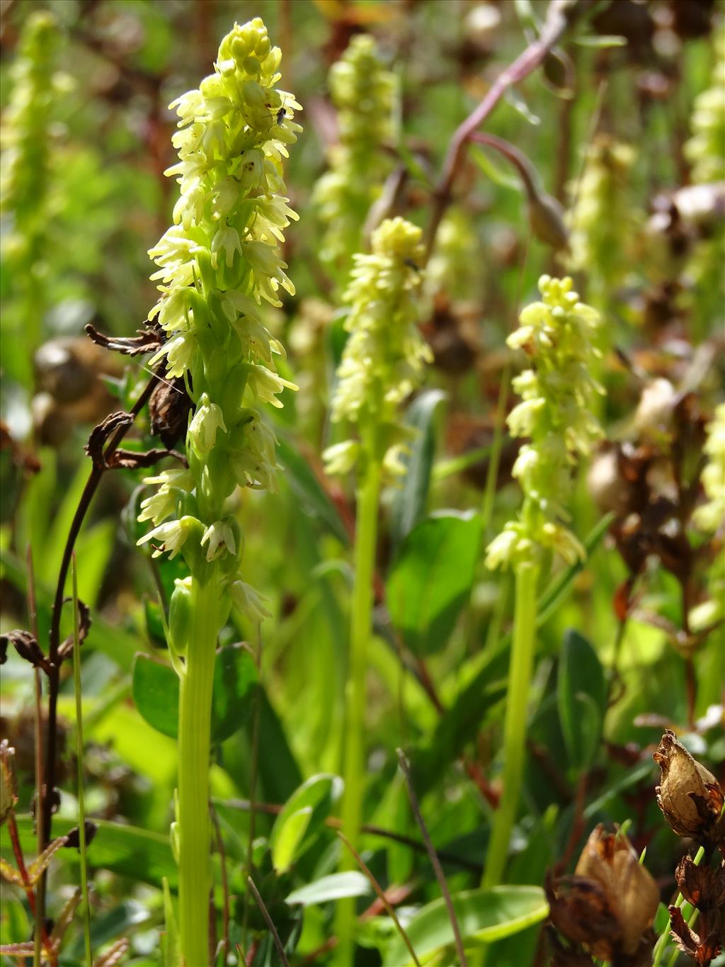 Herminium monorchis (door Jakob Hanenburg)