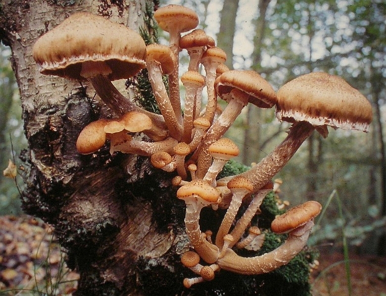 Armillaria ostoyae (door Aldert Gutter)