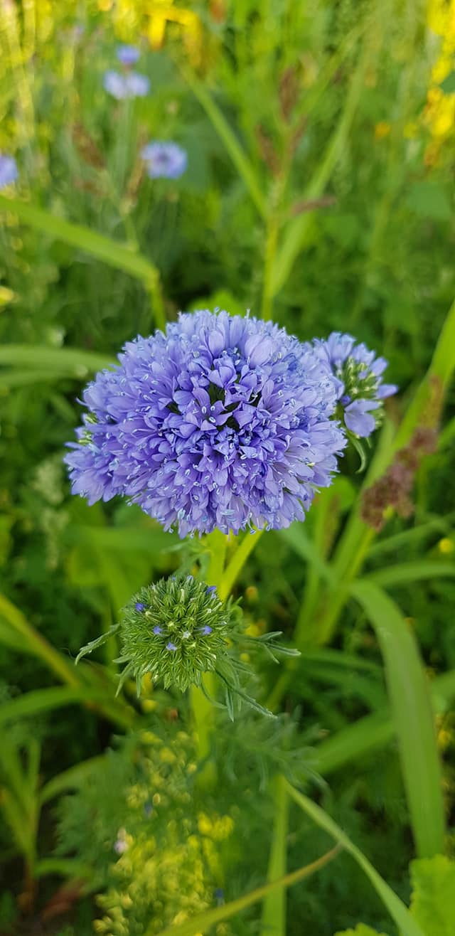 Gilia capitata (door Jannie Adema)