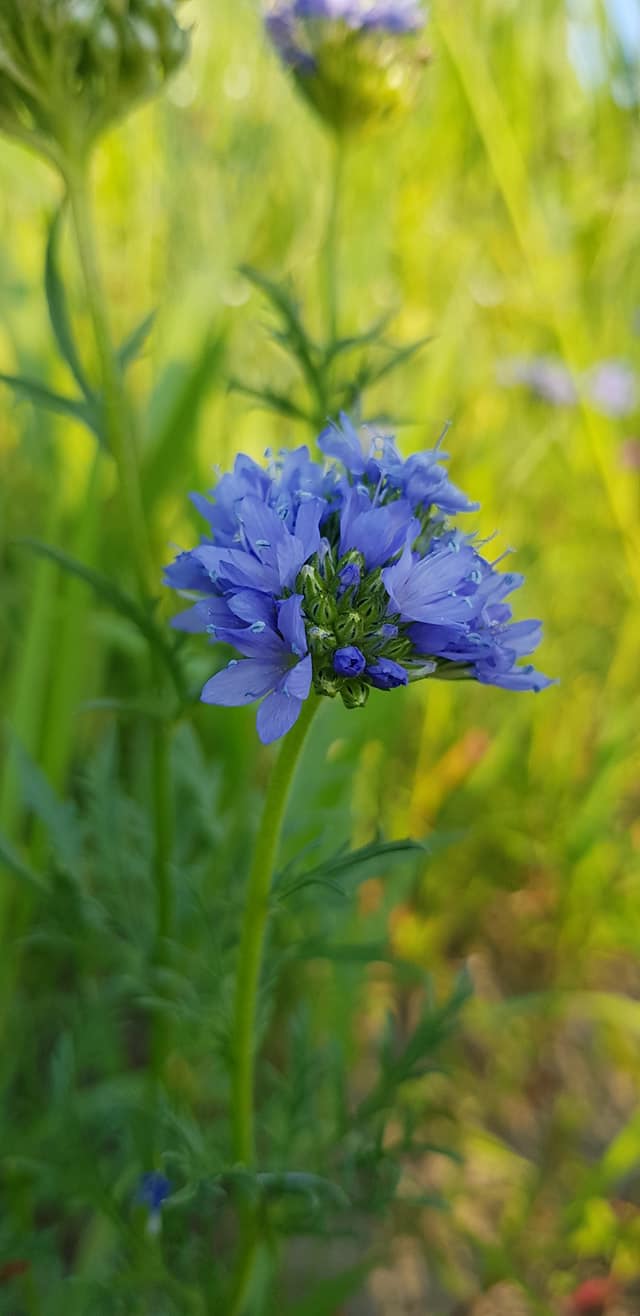 Gilia capitata (door Jannie Adema)