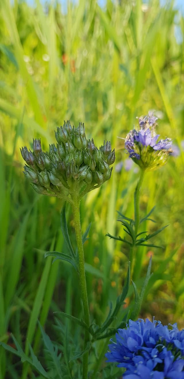 Gilia capitata (door Jannie Adema)