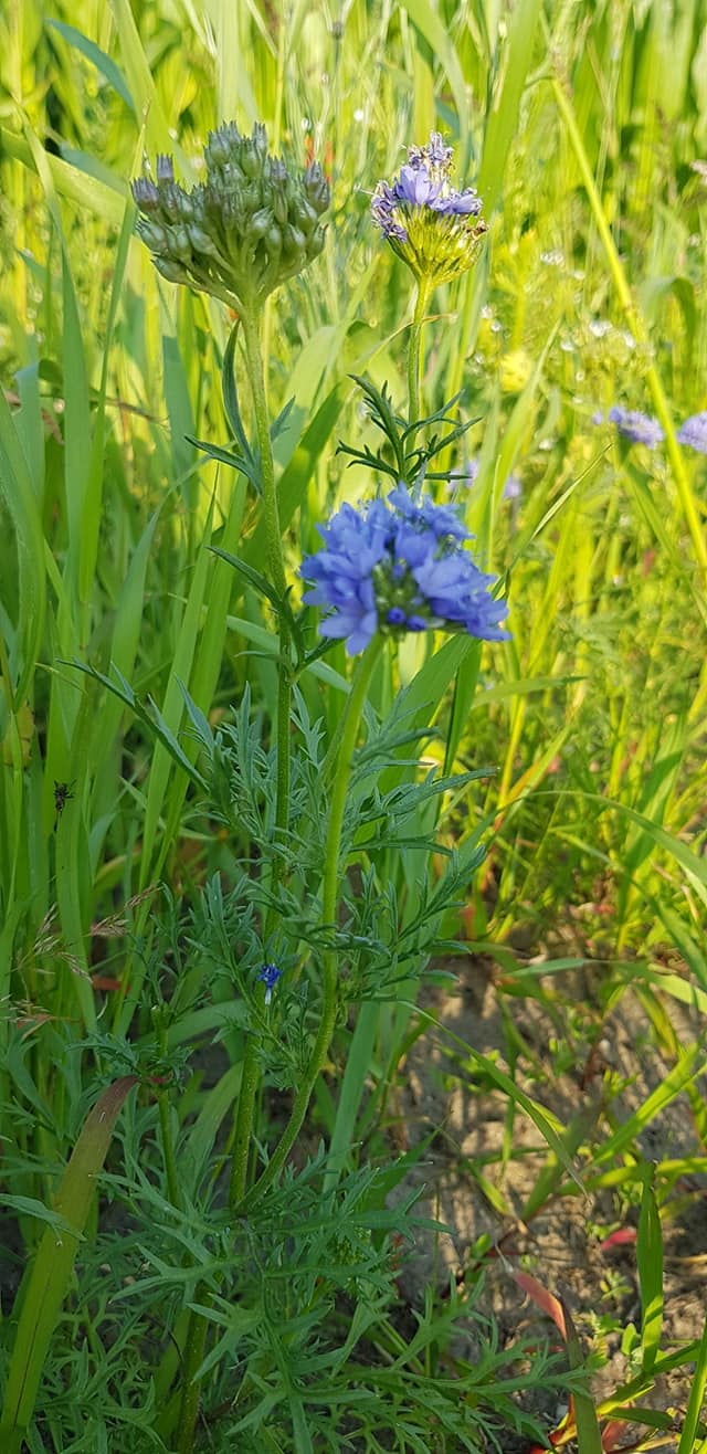 Gilia capitata (door Jannie Adema)