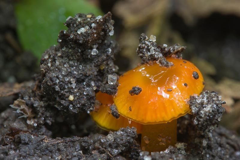 Hygrocybe glutinipes (door Gerben Winkel)