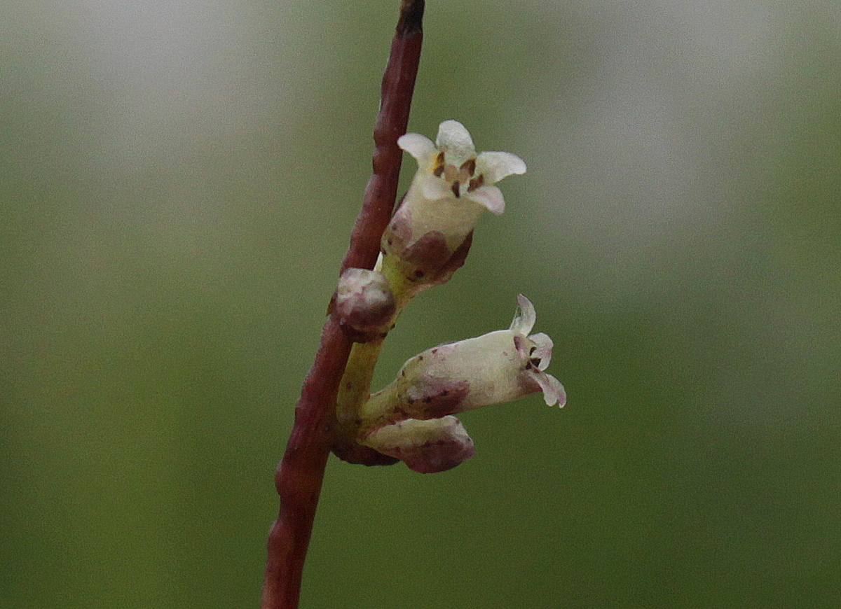 Cuscuta lupuliformis (door Peter Meininger)