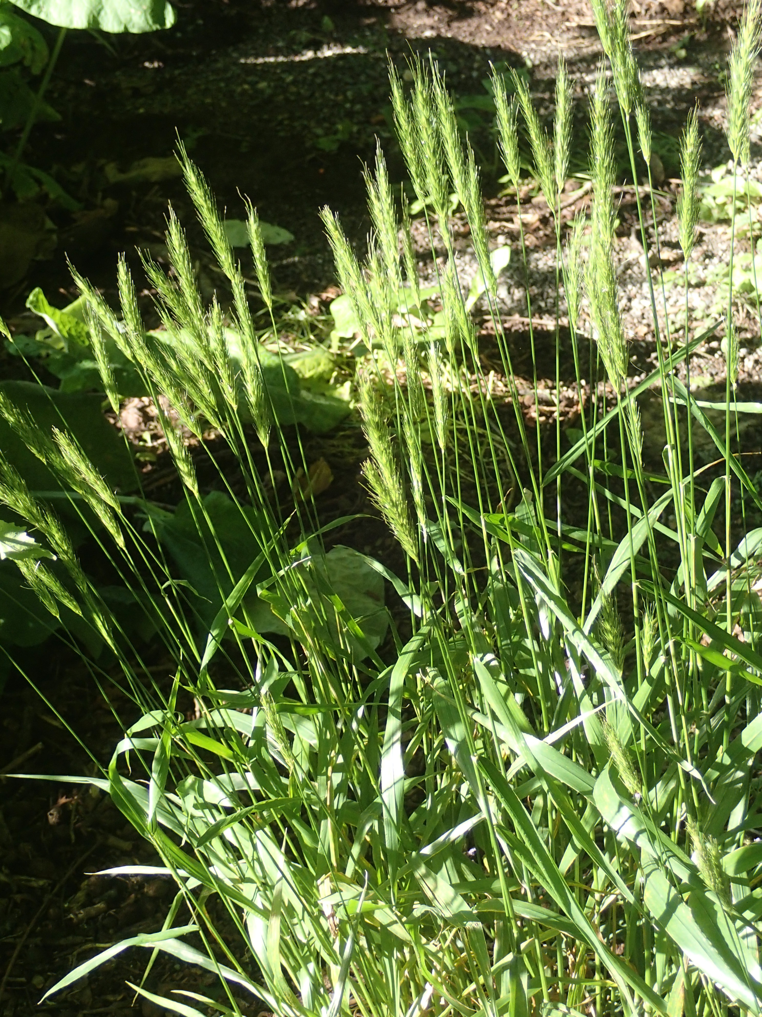 Hordelymus europaeus (door Adrie van Heerden)