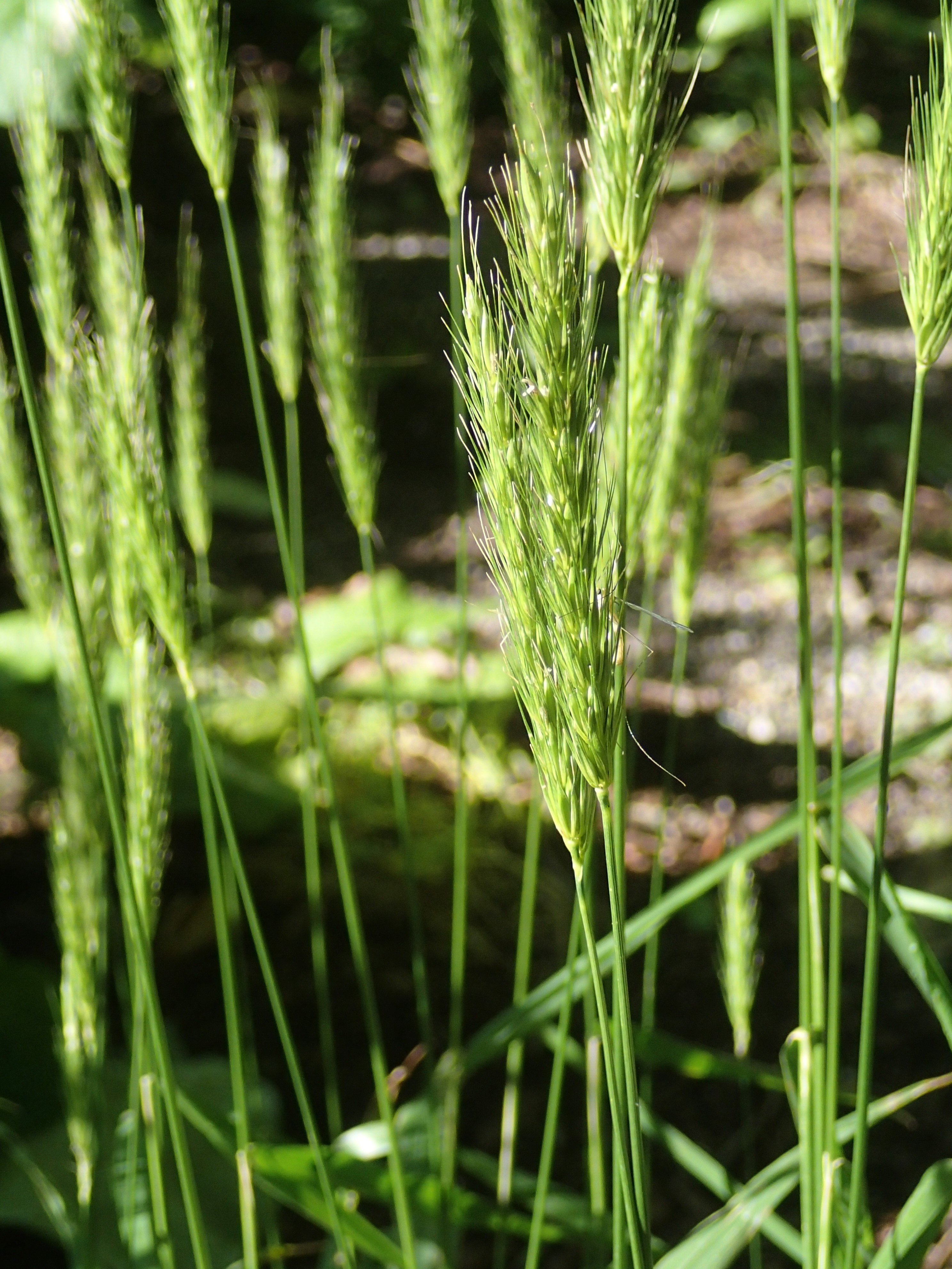 Hordelymus europaeus (door Adrie van Heerden)