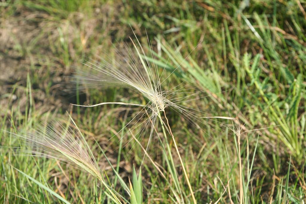 Hordeum jubatum (door Pieter Stolwijk)