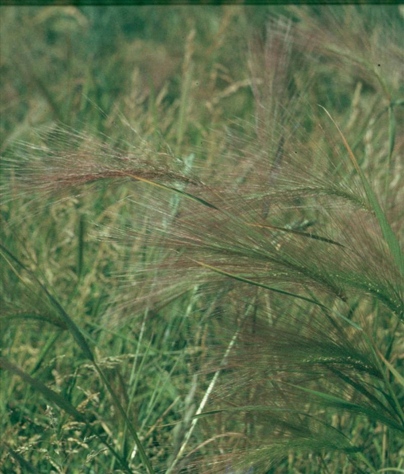 Hordeum jubatum (door Adrie van Heerden)