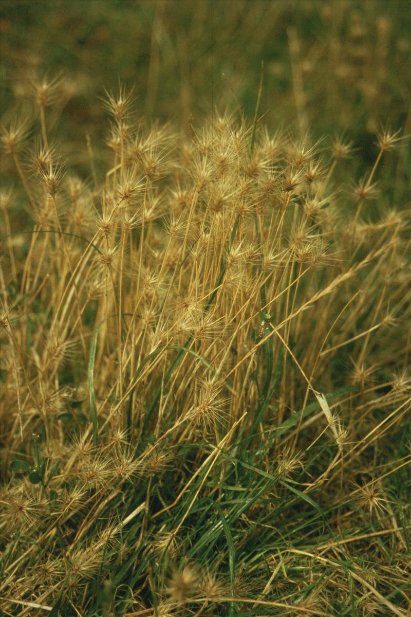 Hordeum marinum (door Adrie van Heerden)