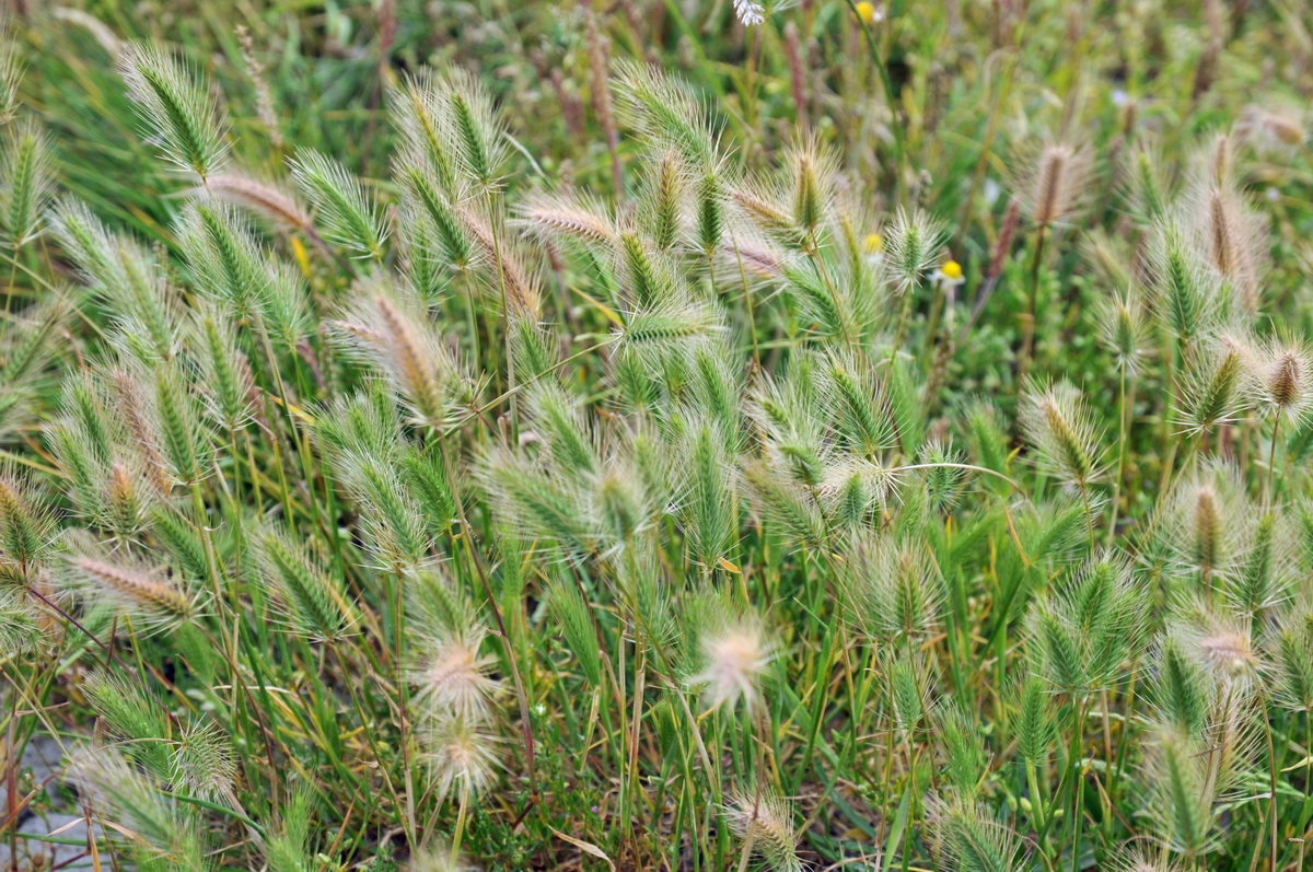 Hordeum marinum (door Hans Toetenel)