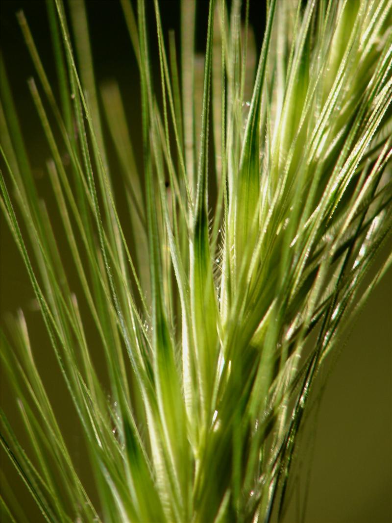 Hordeum murinum (door Adrie van Heerden)