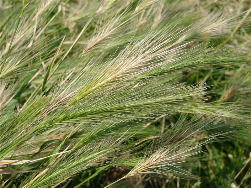 Hordeum murinum (door Adrie van Heerden)