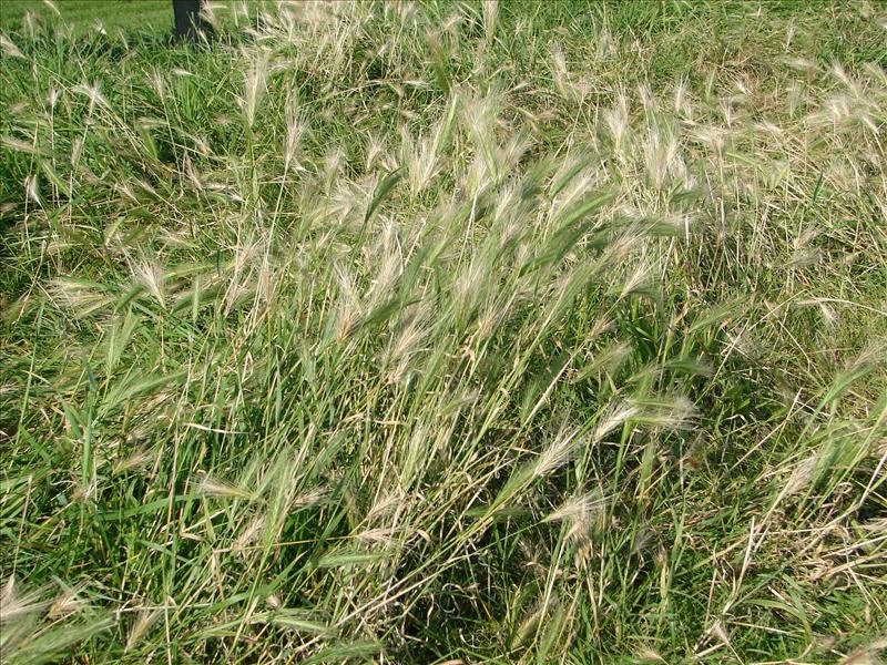 Hordeum murinum (door Adrie van Heerden)