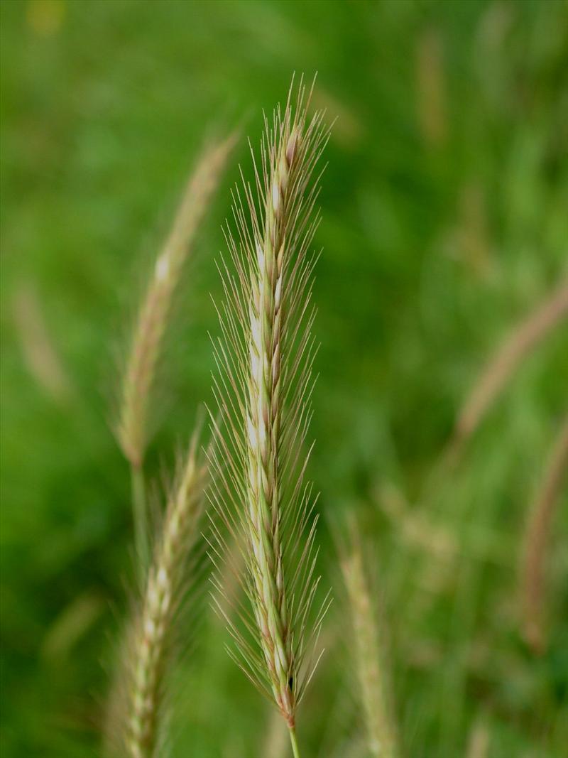 Hordeum secalinum (door Adrie van Heerden)