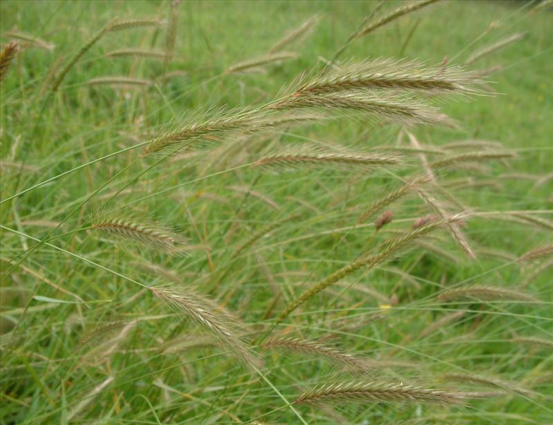 Hordeum secalinum (door Adrie van Heerden)