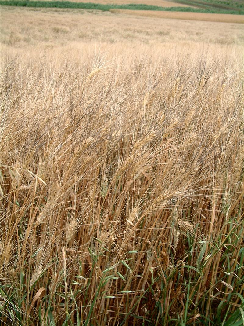 Hordeum vulgare (door Adrie van Heerden)