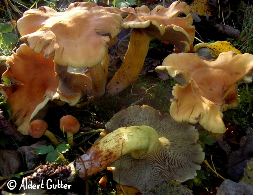 Hypholoma fasciculare (door Aldert Gutter)