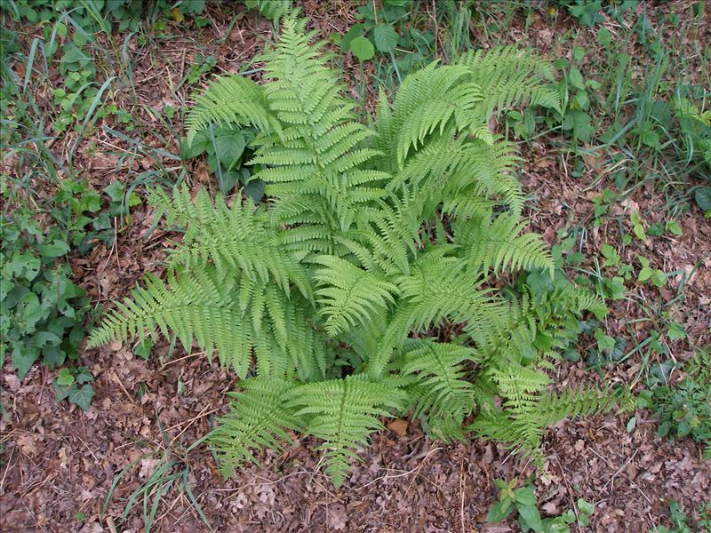 Dryopteris filix-mas (door Piet Bremer )