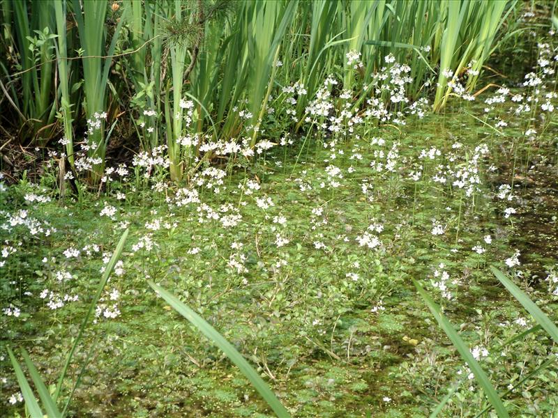 Hottonia palustris (door Adrie van Heerden)