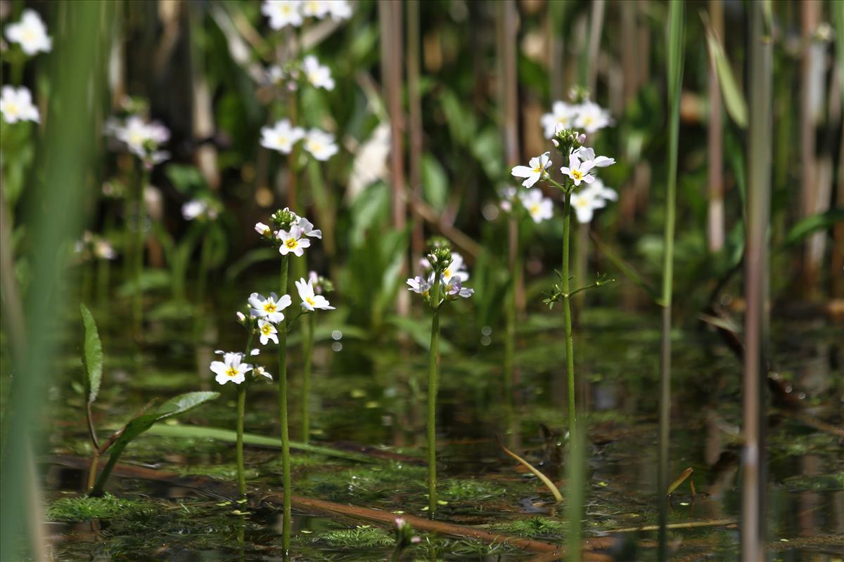 Hottonia palustris (door Stef van Walsum)