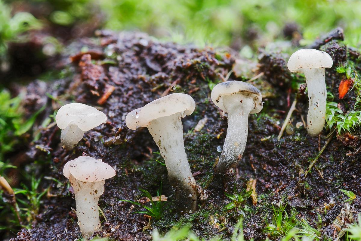 Cudoniella acicularis (door Jos Steeghs)