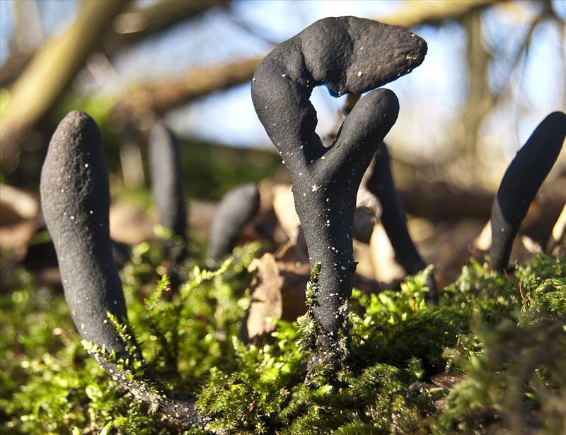 Xylaria longipes (door Julius van den Broek)