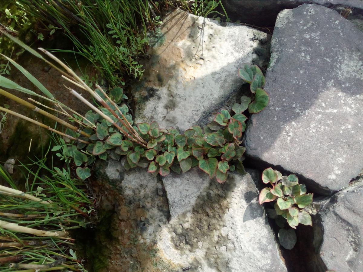 Houttuynia cordata (door Stef van Walsum)