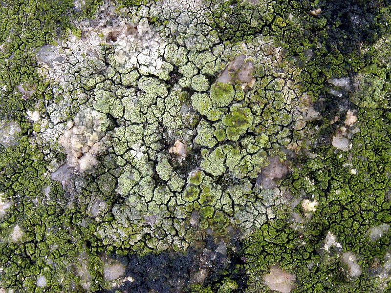 Lecanora orosthea (door Kok van Herk)