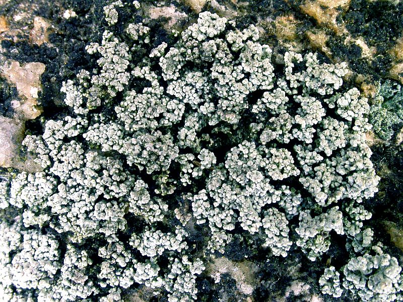 Stereocaulon dactylophyllum (door Kok van Herk)