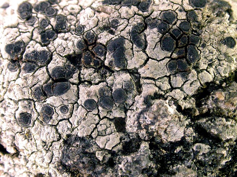 Porpidia macrocarpa (door Kok van Herk)