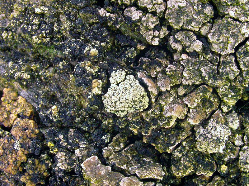 Lecanora frustulosa (door Kok van Herk)